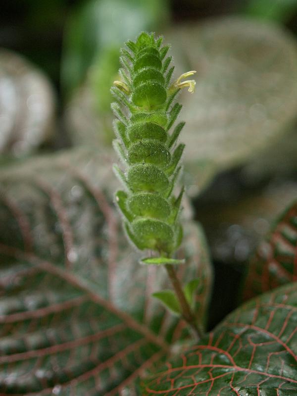 Cambridge, England: Botanic Garden: Fittonia gigantea flower