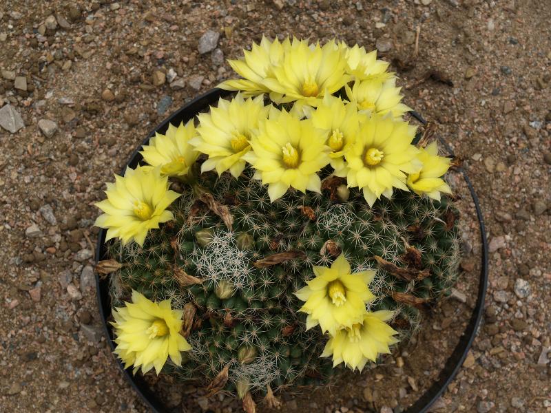 Cambridge, England: Botanic Garden: Mammillaria aff. Longimamma