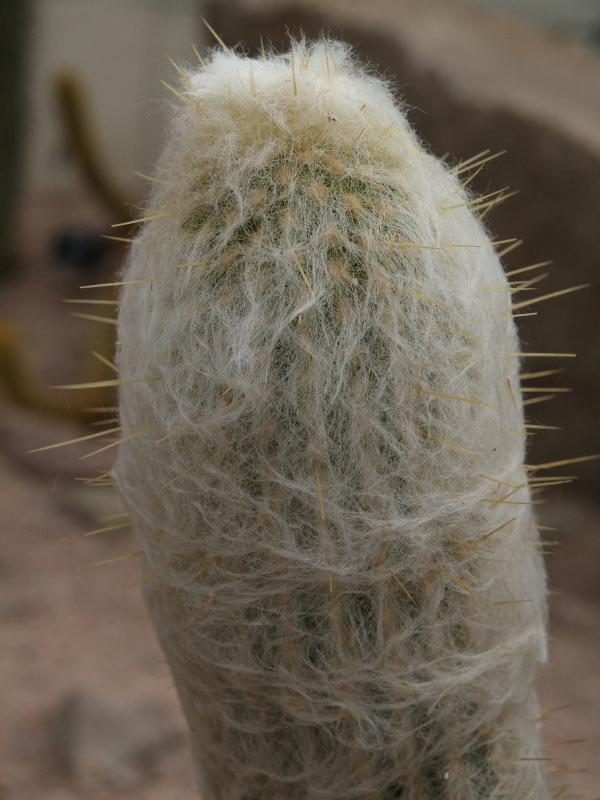 Cambridge, England: Botanic Garden: Espostoa melanostele