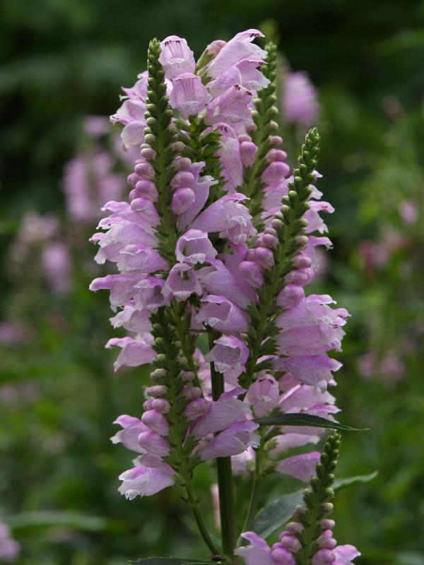 Cambridge, England: Botanic Garden: Obedient plant (Physostegia virginiana)