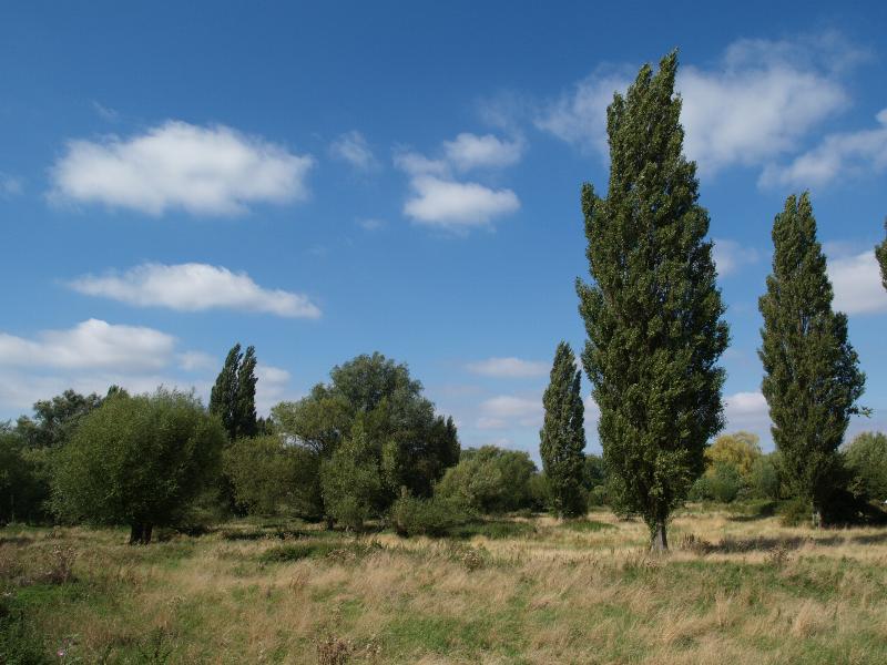 Cambridge, England: Sheep's Green (Coe Fen): view, late summer