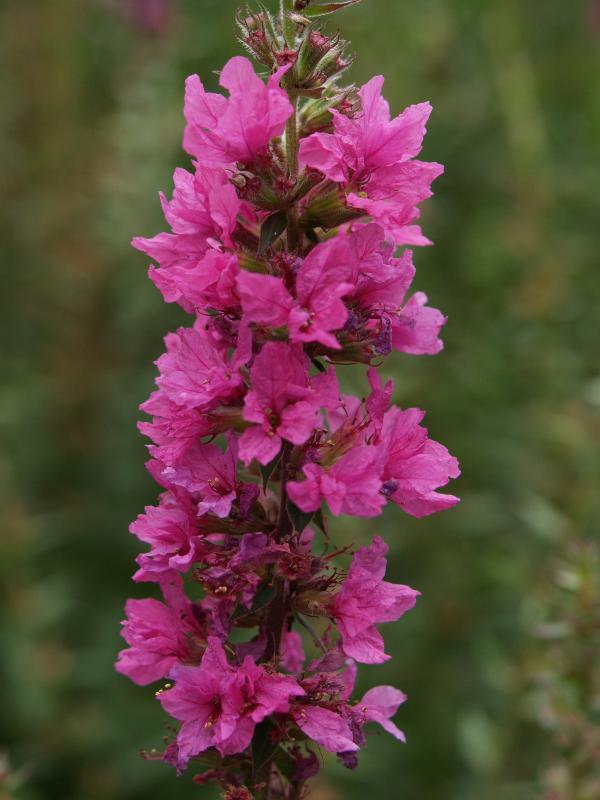 Cambridge, England: Botanic Garden: Purple loosestrife (Lythrum salicaria 'Feuerrerze')