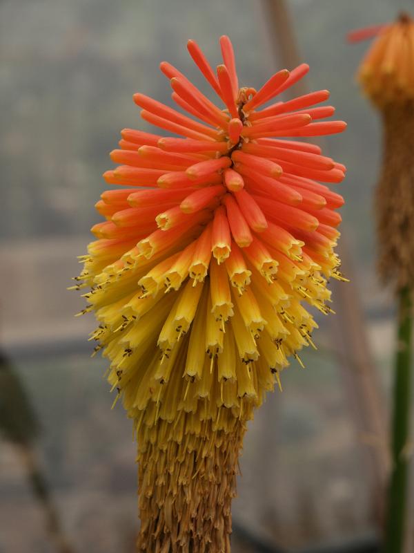 Cambridge, England: Botanic Garden: Kniphofia rooperi