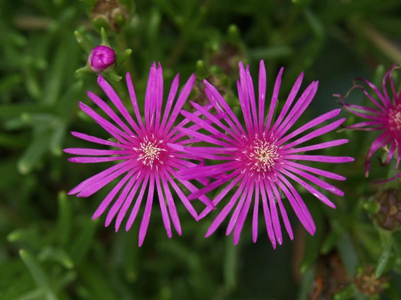 Cambridge, England: Botanic Garden: Trailing Iceplant (Pink Carpet) (Delosperma cooperi, Mesembryanthemum cooperi)