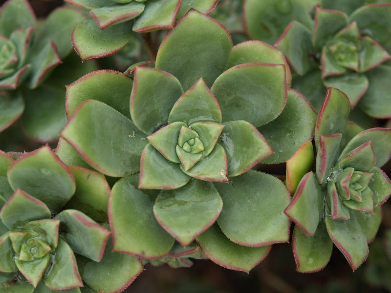 Cambridge, England: Botanic Garden: Pinwheel (Aeonium haworthii)