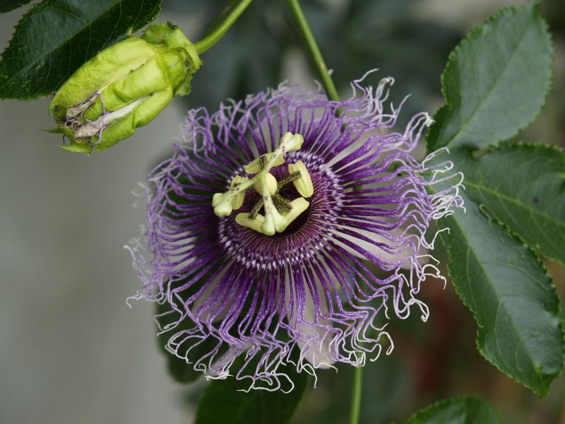 Cambridge, England: Botanic Garden: Passion Flower (Passiflora 'Byron Beauty')