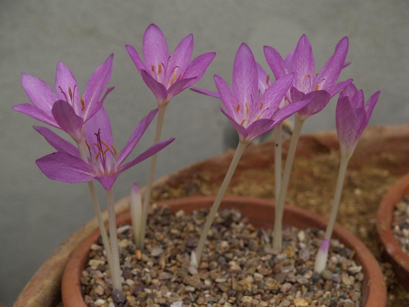 Cambridge, England: Botanic Garden: Colchicum tenorii