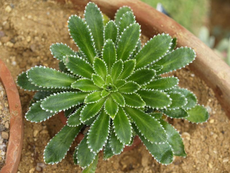 Cambridge, England: Botanic Garden: Saxifraga x andrewsii
