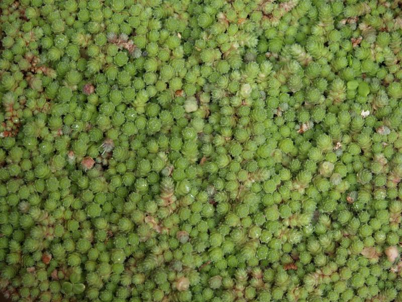 Cambridge, England: Botanic Garden: Miniature Mexican Stonecrop (Sedum humifusum)
