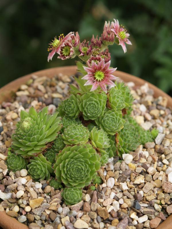 Cambridge, England: Botanic Garden: Sempervivum cantabricum