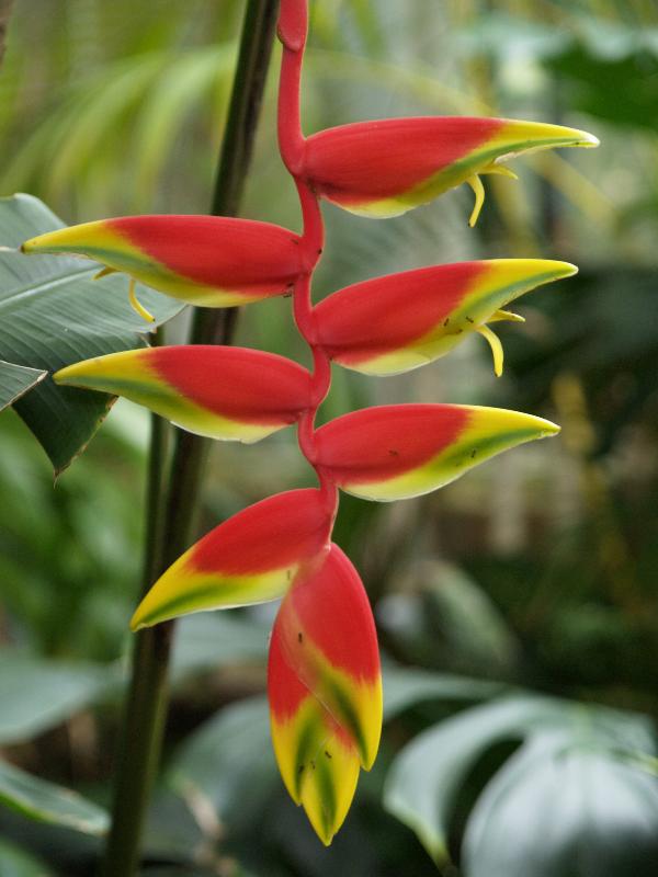 Cambridge, England: Botanic Garden: Lobster Claw (Heliconia rostrata) (with ants)