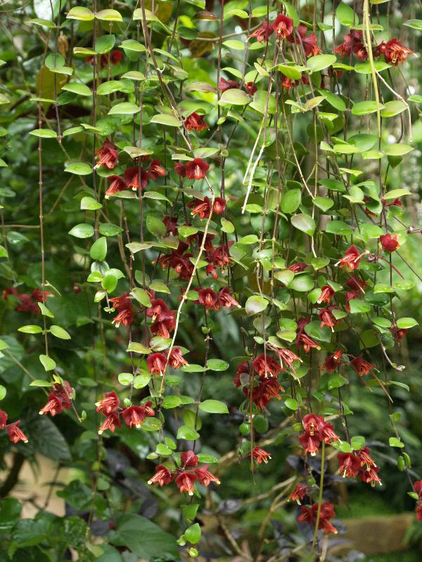 Cambridge, England: Botanic Garden: Aeschynanthus tricolor Hook.