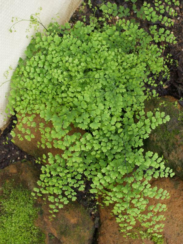 Cambridge, England: Botanic Garden: Adiantum raddianum