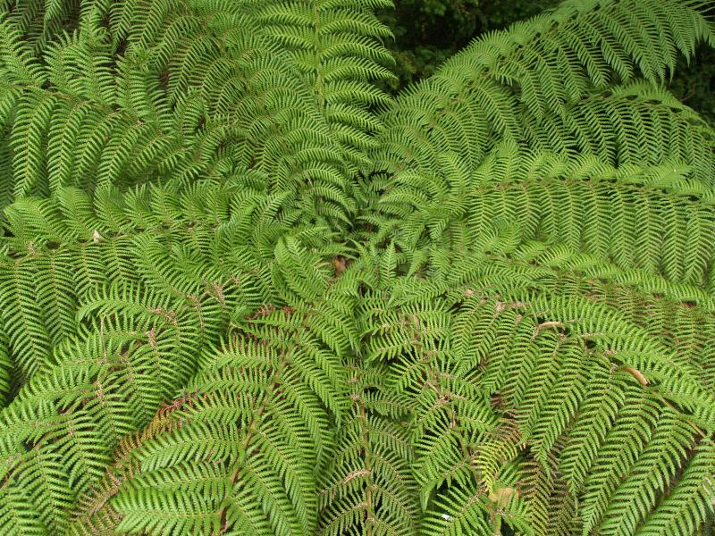 Cambridge, England: Botanic Garden: Tree Fern (Dicksonia antarctica) leaves