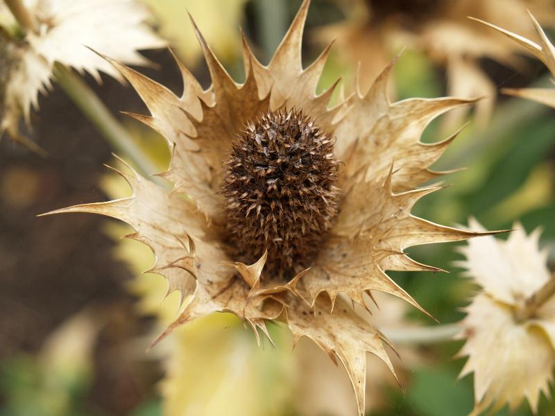 Cambridge, England: Botanic Garden: Giant Sea Holly (Eryngium giganteum 'Silver Ghost') seed head