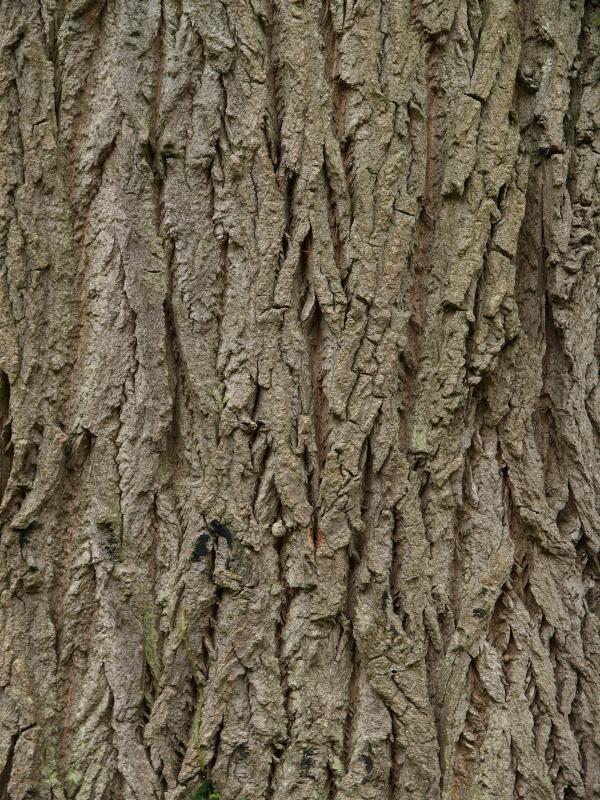 Cambridge, England: Botanic Garden: Poplar (Populus x canadensis 'Eugenei') bark