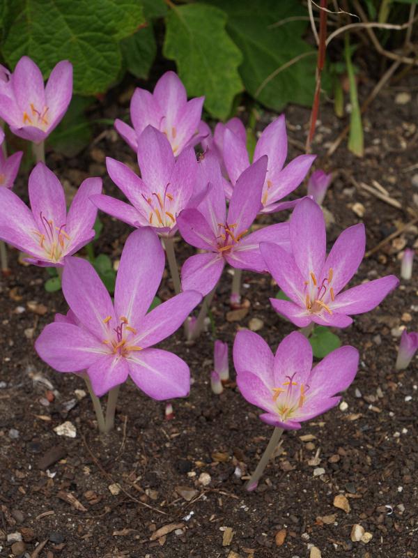 Cambridge, England: Botanic Garden: Colchicum byzantinum
