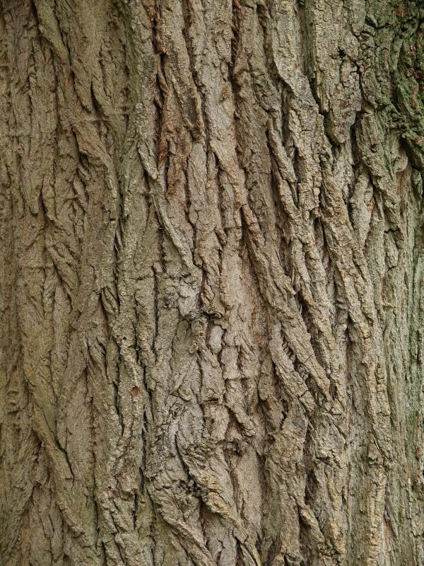 Cambridge, England: Botanic Garden: Black Poplar (Populus nigra ssp. Betulifolia) bark