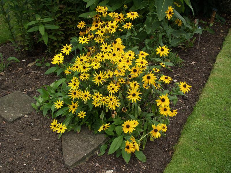 Cambridge, England: Botanic Garden: Black-eyed Susan (Rudbeckia hirta)