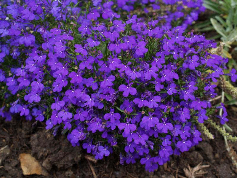 Cambridge, England: Botanic Garden: Lobelia erinus