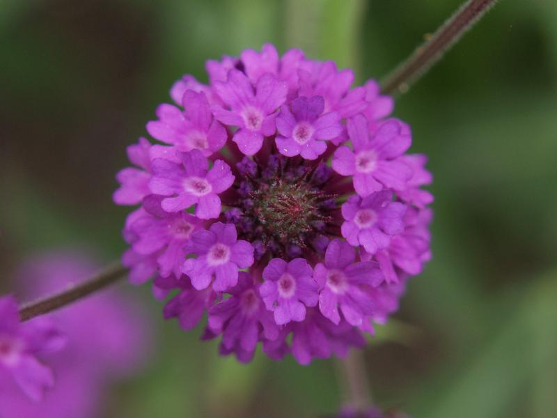 Cambridge, England: Botanic Garden: Hardy garden Verbena (Verbena rigida)