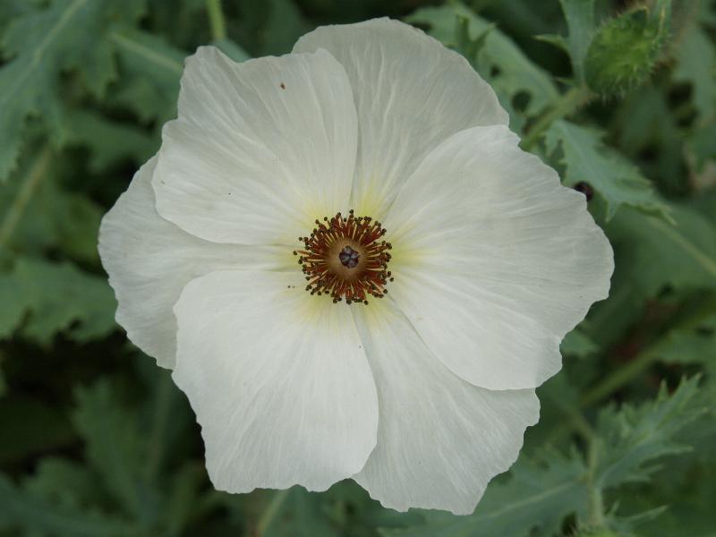 Cambridge, England: Botanic Garden: Rough Prickly Poppy (Argemone platyceras Link & Otto)