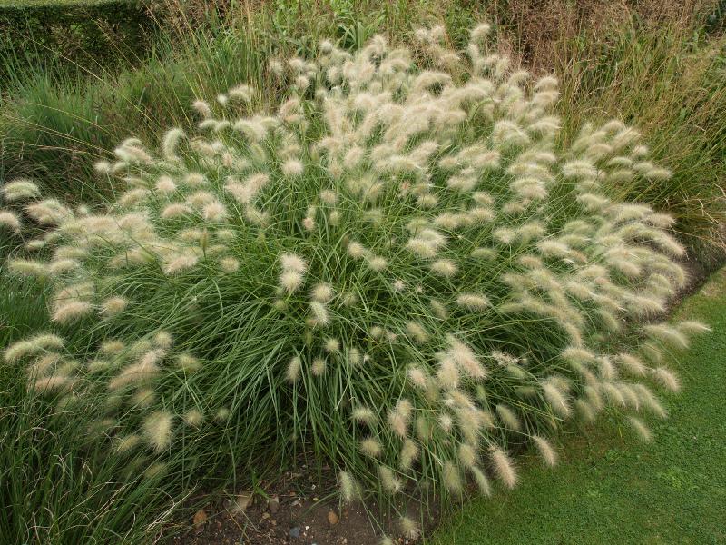 Cambridge, England: Botanic Garden: Abyssinian Feathertop or African Fountain Grass (Pennisetum villosum)