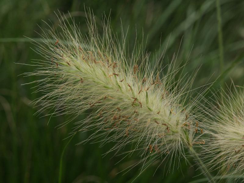 Cambridge, England: Botanic Garden: Abyssinian Feathertop or African Fountain Grass (Pennisetum villosum)