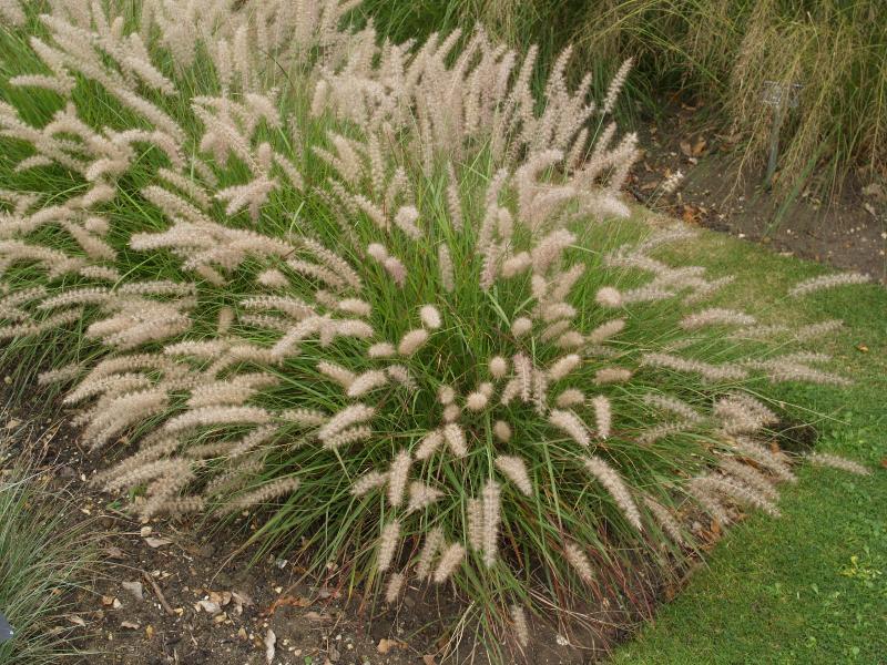 Cambridge, England: Botanic Garden: Oriental Fountain Grass (Pennisetum orientale)