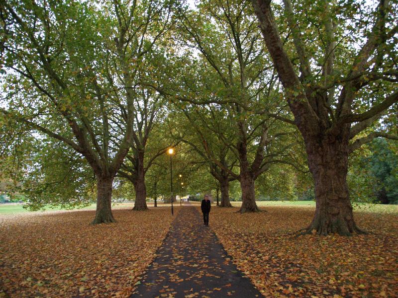 Cambridge, England: Jesus Green: Plane trees (Platanus), autumn