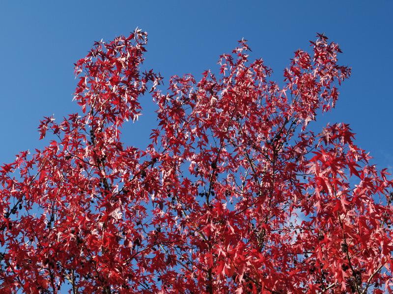 Cambridge, England: Botanic Garden: Moraine Sweetgum (Liquidambar styraciflua 'Worplesdon'), autumn leaves