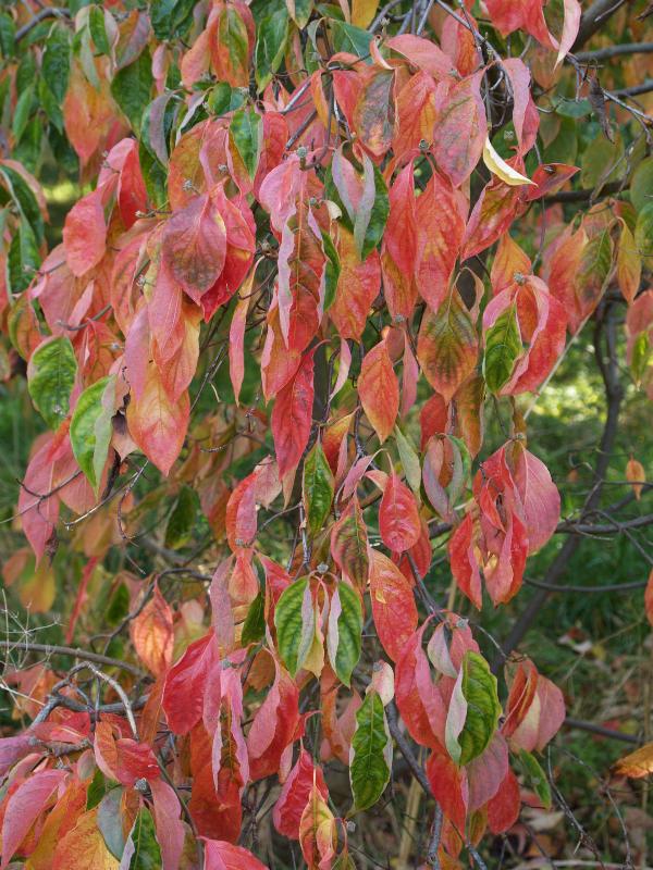 Cambridge, England: Botanic Garden: Dogwood (Cornus 'Eddie's White Wonder'), autumn leaves