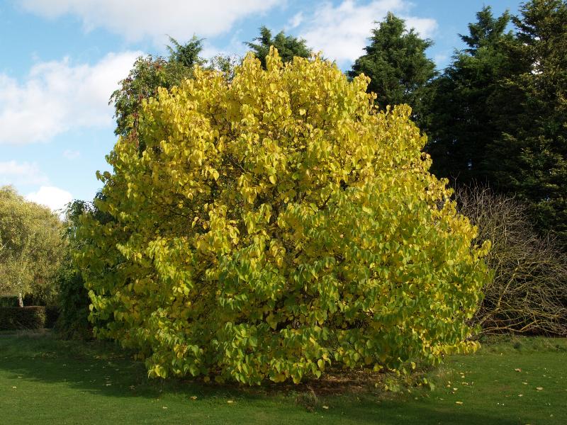 Cambridge, England: Botanic Garden: Black Mulberry (Morus nigra), autumn foliage