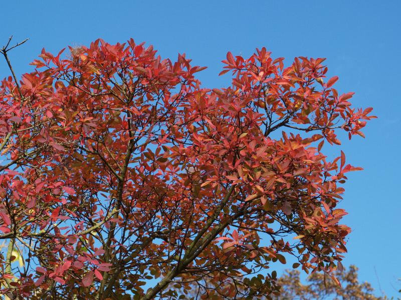 Cambridge, England: Botanic Garden: Smoke tree (Cotinus coggygria), autumn leaves