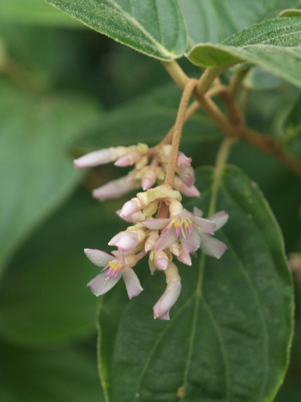 Cambridge, England: Botanic Garden: Medinilla venosa