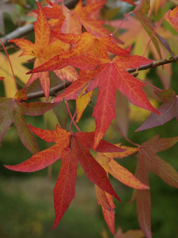 Cambridge, England: Botanic Garden: Moraine Sweetgum (Liquidambar styraciflua 'Worplesdon'), autumn leaves