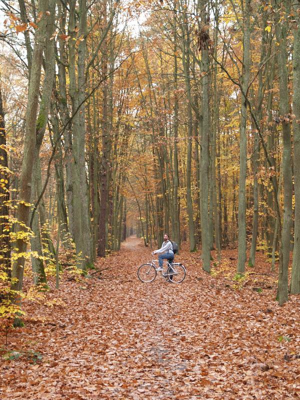 Joachimsthal, Germany: bike path, autumn