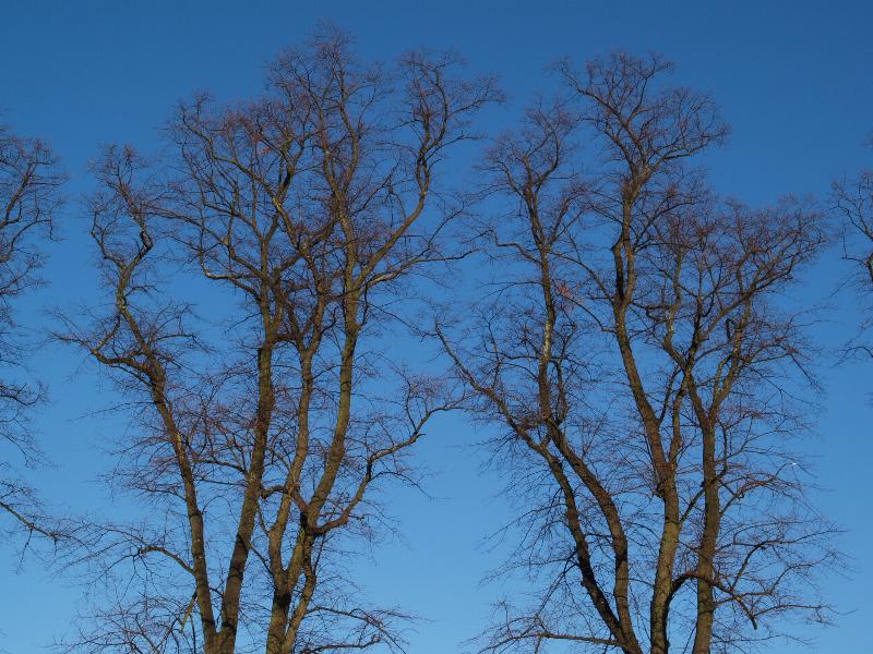 Cambridge, England: Parker's Piece (Parkside): Common Lime Trees (Tilia x europaea) branches (planted 1868)