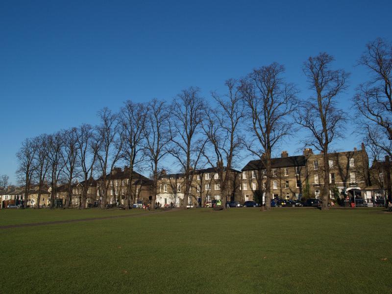 Cambridge, England: Parker's Piece (Parkside): Common Lime Trees (Tilia x europaea), winter (planted 1868)