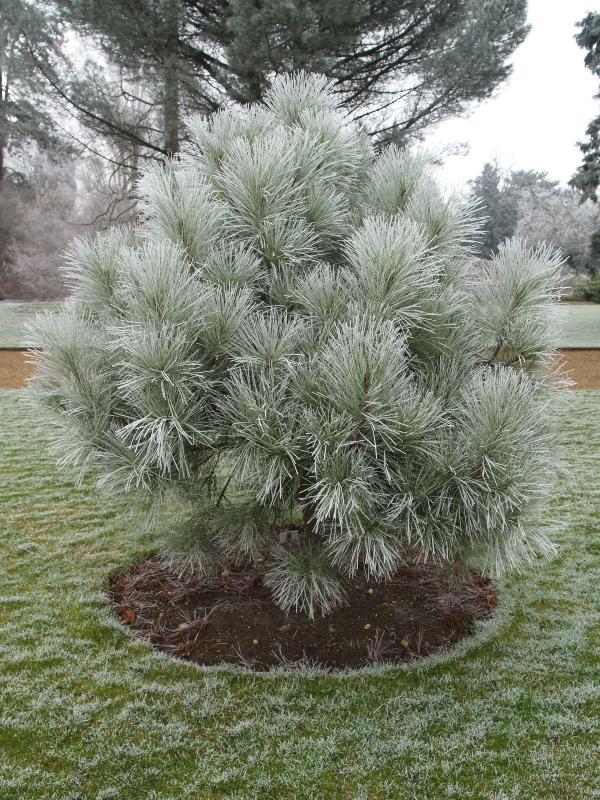 Cambridge, England: Botanic Garden: Big-Cone Pine (Pinus coulteri) with frosted needles