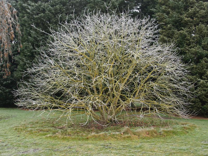 Cambridge, England: Botanic Garden: California Buckeye (Aesculus californica) with frosted branches