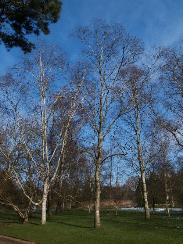 Cambridge, England: Botanic Garden: Betula x coerulea and Betula papyrifera