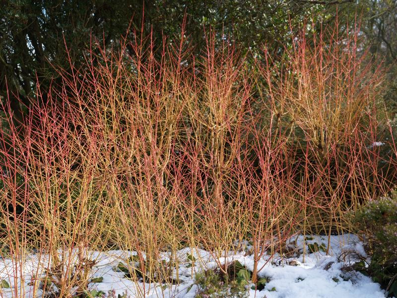 Cambridge, England: Botanic Garden: Common Dogwood (Cornus sanguinea 'Midwinter Fire')