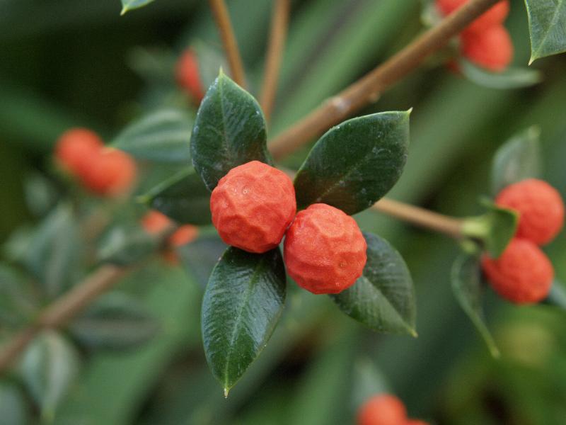 Cambridge, England: Botanic Garden: Butcher's broom (Alyxia ruscifolia)