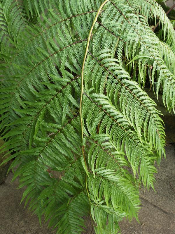 Cambridge, England: Botanic Garden: Hawaiian (or Blonde) Tree Fern (Cibotium glaucum Hapu'u pulu)