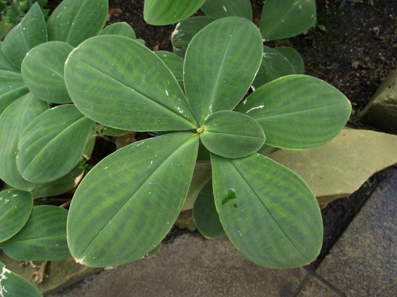 Cambridge, England: Botanic Garden: Spiral ginger (Costus malortieanus) leaves
