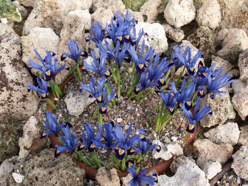 Cambridge, England: Botanic Garden: Iris reticulata 'Cantab'
