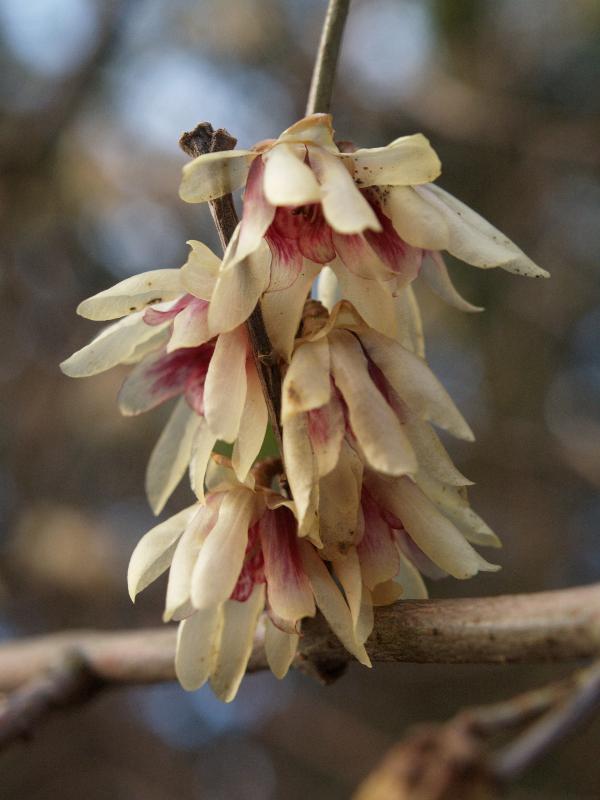Cambridge, England: Botanic Garden: Winter sweet (Chimonanthus praecox)