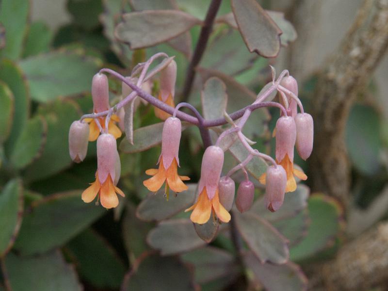 Cambridge, England: Botanic Garden: Kalanchoe synsepala