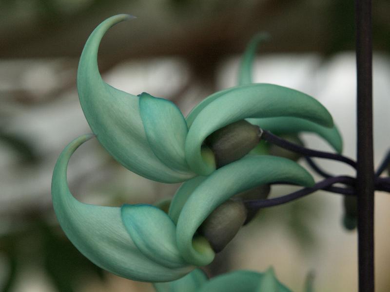 Cambridge, England: Botanic Garden: Jade Vine (Strongylodon macrobotrys)